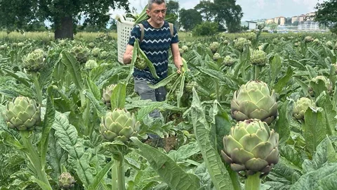 Hasanağa Enginarında Hasat Sezonu Başladı
