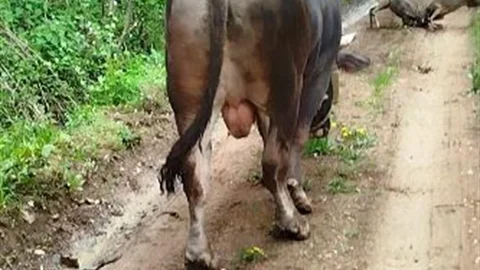 Artvin'de Güreş Boğası İlginç Anlara Tanıklık Etti