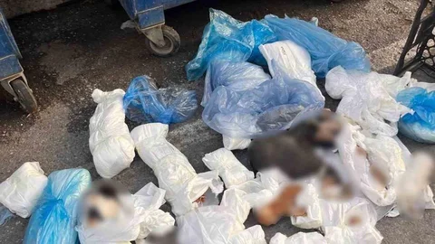 İzmir'de Kedi Vahşeti Davasında Gelişme