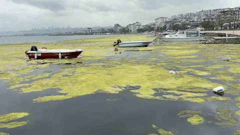 Kurupelit Marina'da Deniz Marulu Sorunu Çözülüyor