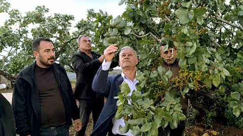 Gaziantep'te Fıstık Bahçelerine Dolu Ziyareti