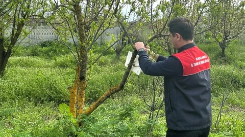Kırklareli'nde Elma Bahçelerinde Tuzak Kontrolü