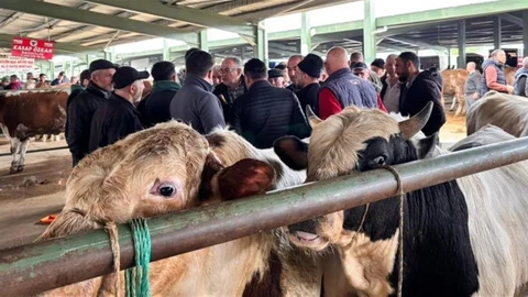 Tavşanlı'da Kurbanlık Pazarında Hareketlilik Başladı