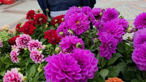 Edirne'de Fesleğen Kokusu Yayılıyor