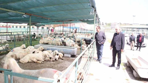 Malatya Canlı Hayvan Pazarı'nın Durumu