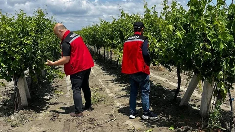 Manisa'da Dolu ve Sel Zararları
