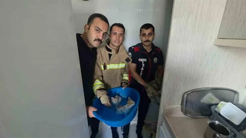 Yavru Kediler Duvar Kırılarak Kurtarıldı