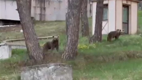 Kars'ta Ayılar Caddelerde Geziyor