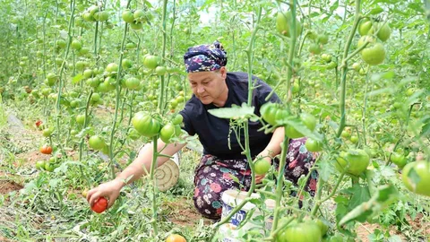 Aydın'da Dangalak Domates Hasadı Başladı