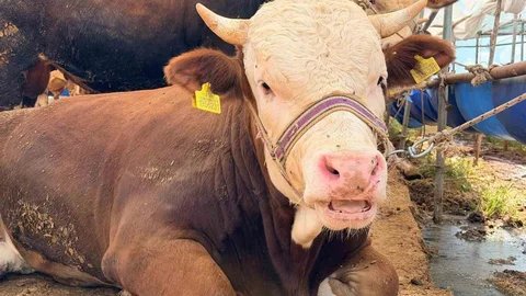 Kepez'de Kurban Bayramı Hazırlıkları Tamamlandı