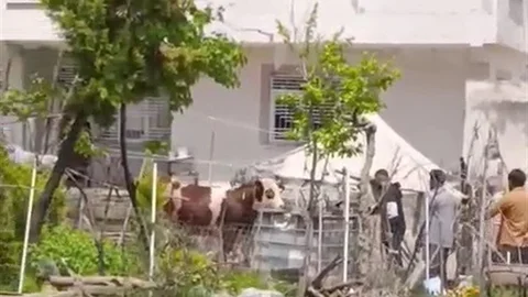 Kaçan Kurbanlık Uyuşturucu İğneyle Yakalandı