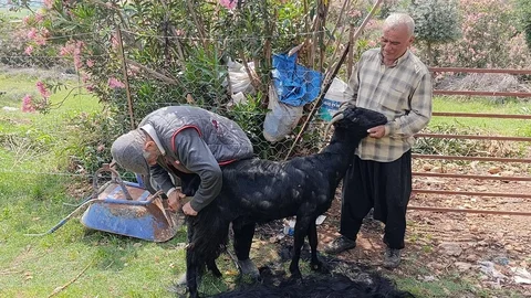 Kozan'da Keçilere Yaz Bakımı Başladı