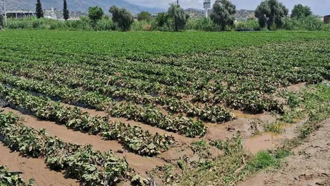 Köşk'te Sel Sonrası Hasar Tespiti Başlatıldı