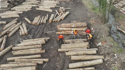 Düzce'den Orman Ürünü İhracatı Artıyor