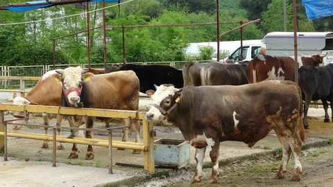 Ordu'da Besiciler Gurbetçileri Bekliyor