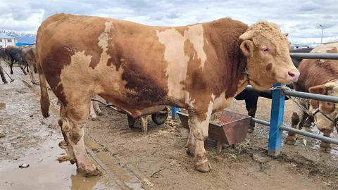 Şampiyon Tosun Çakır Erzurum'da Satışta