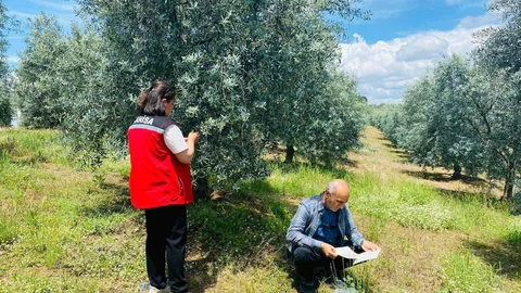 Salihli'de Zeytin Üreticilerine Uyarı