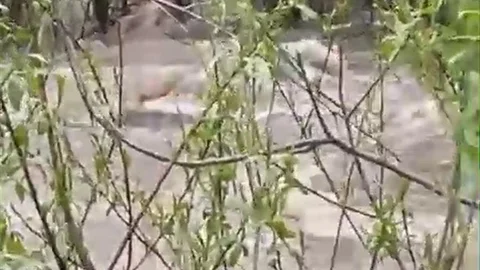 Erzurum'da Sel Felaketi Büyükbaş Hayvanı Telef Etti