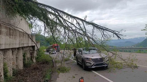 Ordu'da Ağaç Devrildi, Araç Hasar Gördü