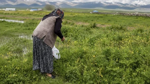 Ağrı'da Şifalı Otlar Hazırlanıyor