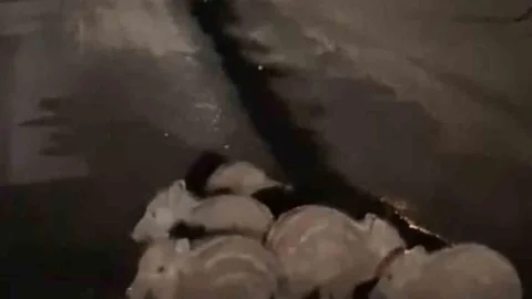 Elazığ’da Yavru Domuzlar Yolda Görüntülendi