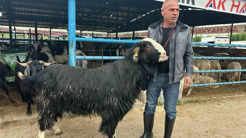 Bursa'da Şampiyon Keçi Satıldı