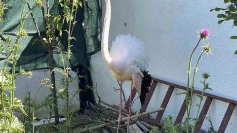 Arnavutköy'de Kırık Flamingo Bulundu