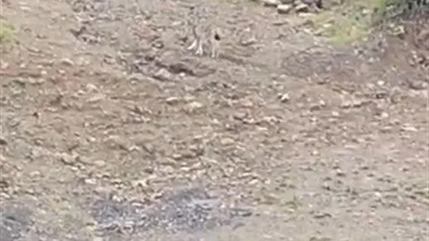 Pülümür'de Vaşak Görüntülendi