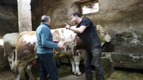 Dev Tosun Erzurum'da Satıldı