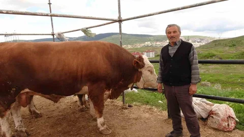 Yozgat'ta Kurbanlıklar Satışa Sunuldu
