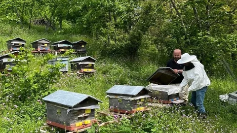 Düzce'de Yıllık 502 Ton Bal Üretimi