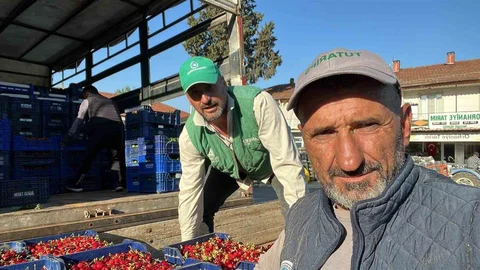 İznik’te İlk Karabodur Kirazı Hasadı Başladı