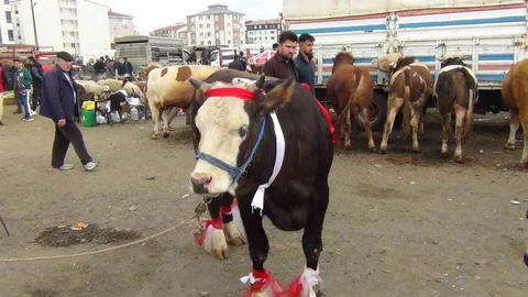Kars'ta Kurban Pazarı Hareketlendi