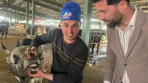 Tavşanlı'da Kurban Pazarı Hareketliliği