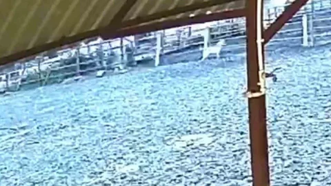 Kurt Ağıla Girdi, 8 Küçükbaş Hayvan Telef Oldu