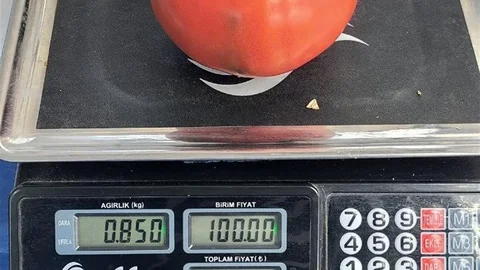 Aydın'da 850 Gramlık Domates İlgi Odağı Oldu