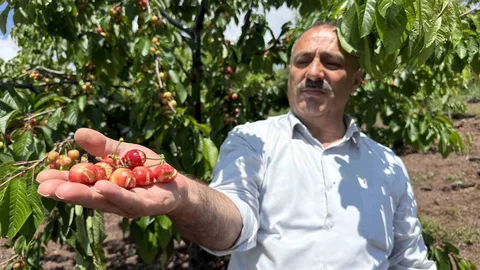 Tokat'ta Aşırı Yağışlar Kirazları Olumsuz Etkiledi