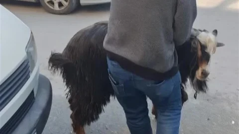 Amasya'da Kurbanlık Keçi Kaçtı