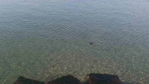 Tekirdağ Sahilinde Zehirli Deniz Analıları Görüldü