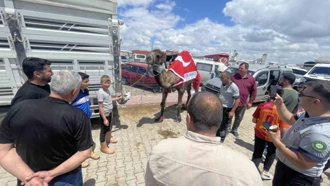 Kurban Pazarı'nda Deve Satışı