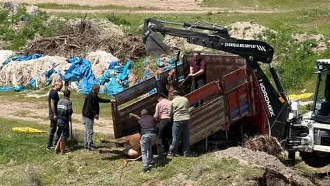 Sivas'ta Kaçan Kurbanlık Tosun Yakalandı