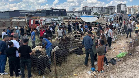 Gaziantep'te Kurban Pazarı Yoğunluğu Artıyor