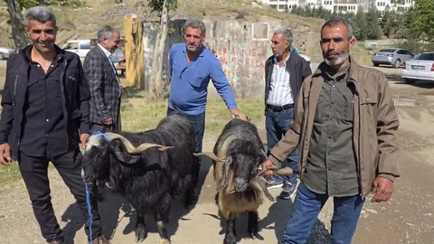 Diyarbakır'da Kurbanlık Hayvan Pazarı Canlandı