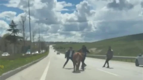 Erzurum'da Kaçan Kurbanlıklar Trafiği Kilitledi