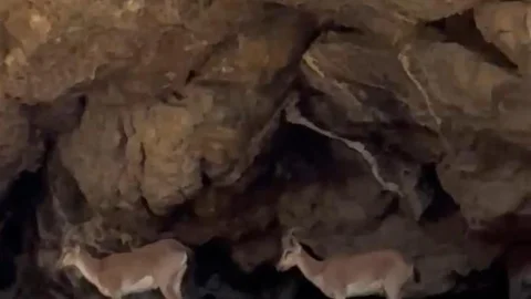 Malatya'da Dağ Keçileri Görüntülendi