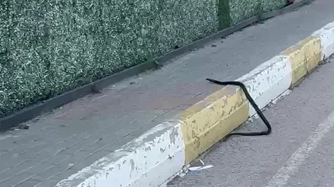 Şırnak'ta Yılan Paniği Yaşandı