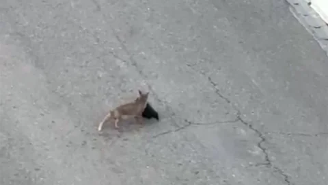 Batman'da Tilki ile Vatandaşın Diyaloğu
