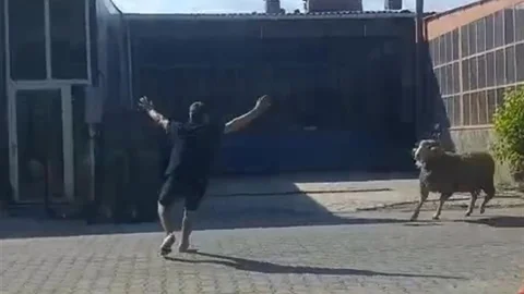 Kaçan Kurbanlık Koç Gelibolu'da Yakalandı
