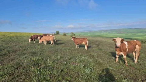 Yozgat'ta Jandarma Hayvanları Buldu