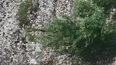 Elazığ'da Dağ Keçileri Görüntülendi
